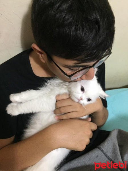 İran Kedisi (Persian), Kedi  Leo fotoğrafı