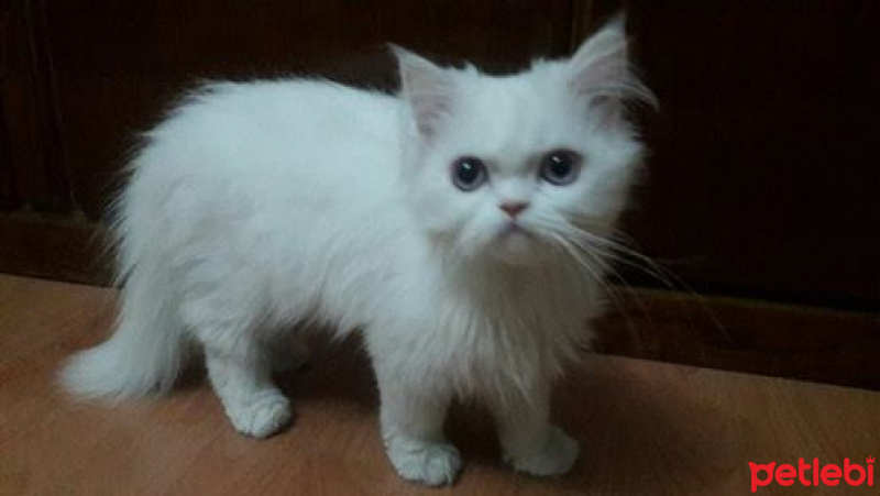 İran Kedisi (Persian), Kedi  Leo fotoğrafı
