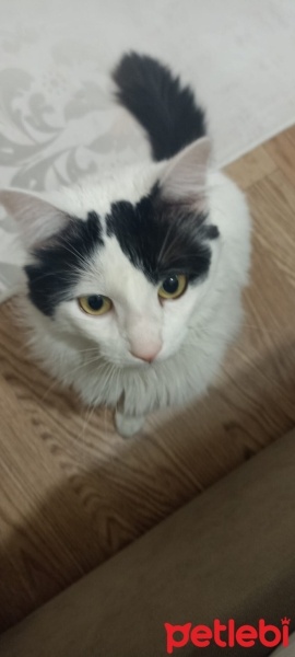 Tekir Kedi, Kedi  Abidin 😇 fotoğrafı