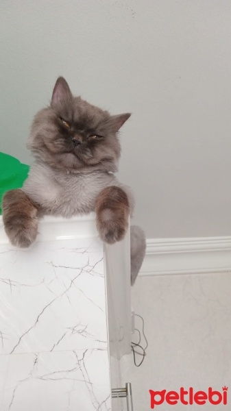 Chinchilla, Kedi  duman fotoğrafı