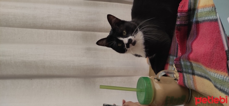 Tuxedo (Smokin) Kedi, Kedi  Gece fotoğrafı