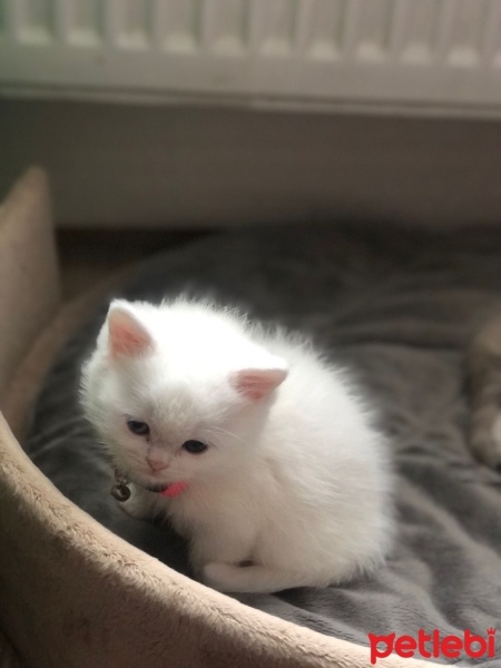 Scottish Fold, Kedi  Sutlac fotoğrafı