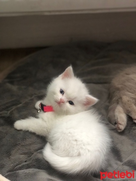 Scottish Fold, Kedi  Sutlac fotoğrafı