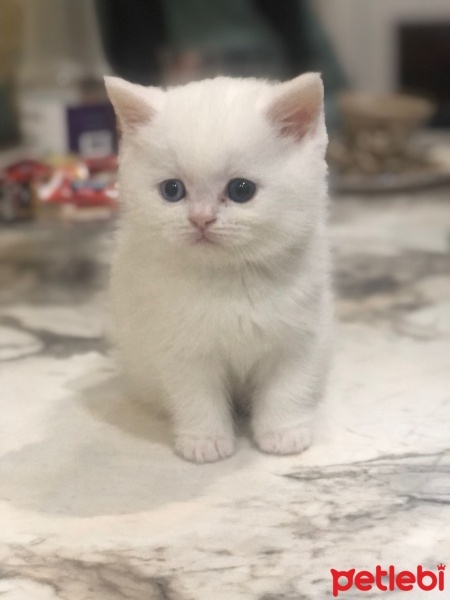 Scottish Fold, Kedi  Sutlac fotoğrafı