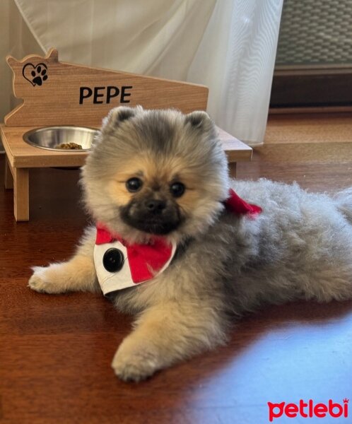 Pomeranyalı, Köpek  Pepe fotoğrafı