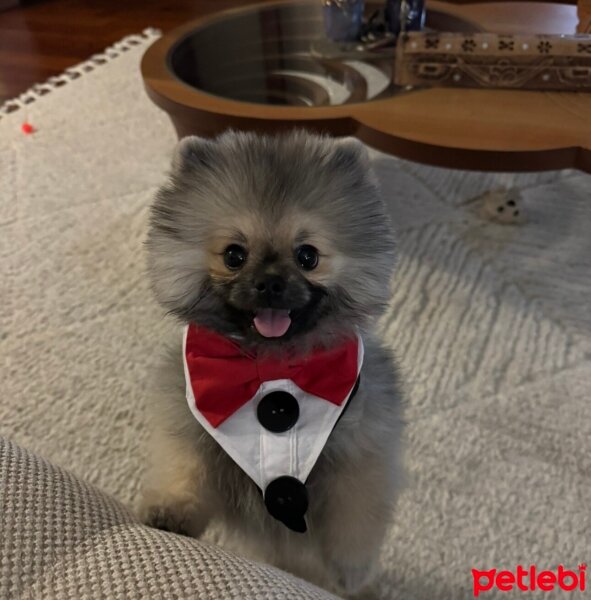 Pomeranyalı, Köpek  Pepe fotoğrafı