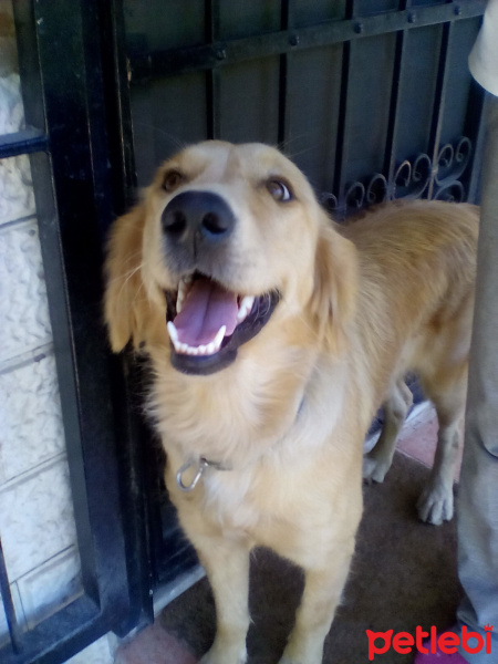 Golden Retriever, Köpek  İzmir fotoğrafı