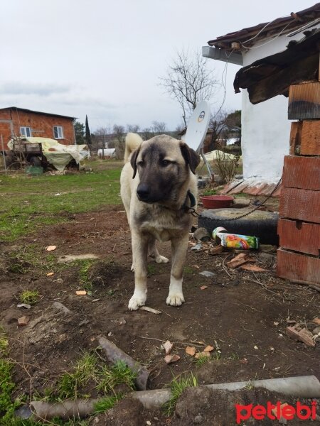 Kangal, Köpek  Ejder fotoğrafı