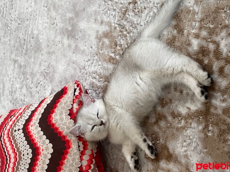 Scottish Fold, Kedi  Bonibon fotoğrafı