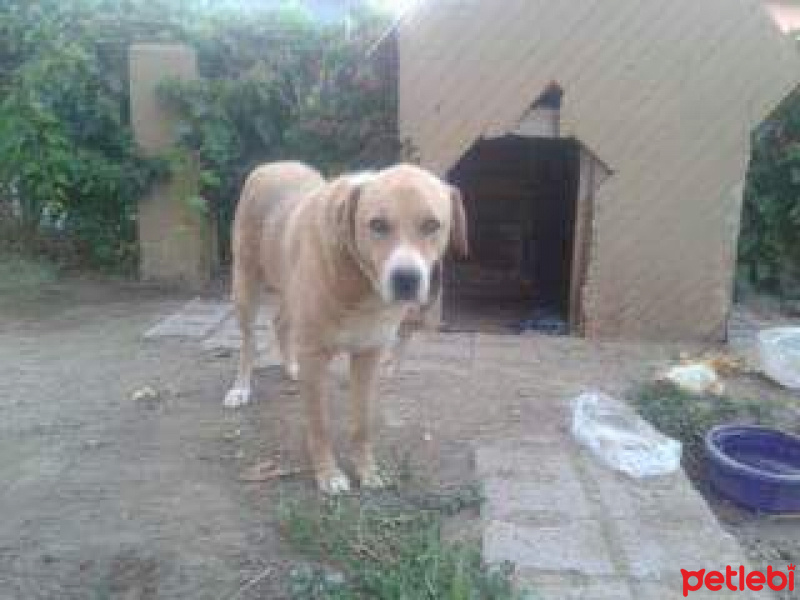 Sokö (Sokak Köpeği), Köpek  Haydut fotoğrafı