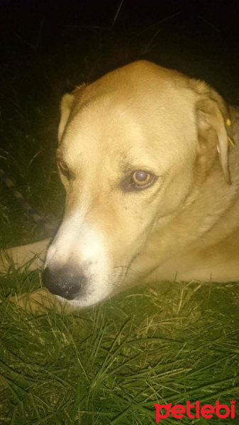 Sokö (Sokak Köpeği), Köpek  Haydut fotoğrafı