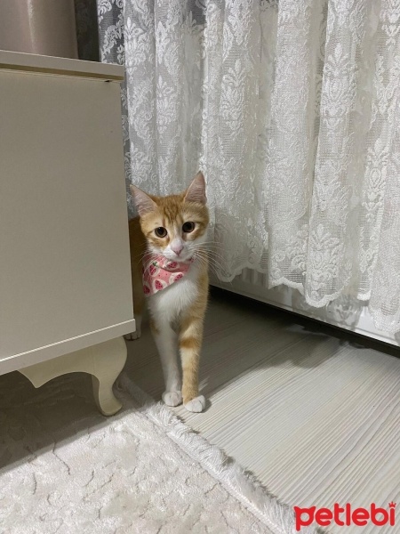 Sarman, Kedi  Sarışın fotoğrafı