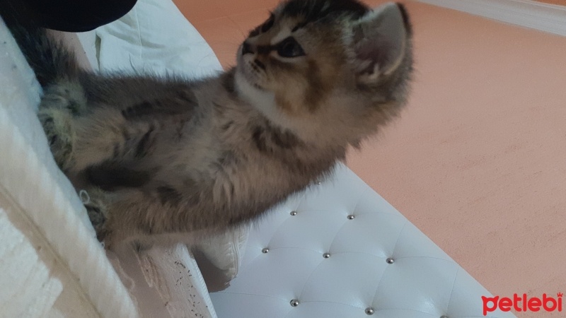 Scottish Fold, Kedi  Neşe fotoğrafı