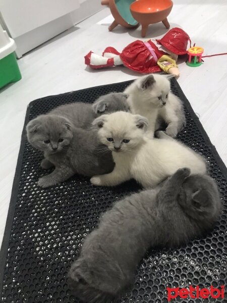 Scottish Fold, Kedi  Scotis Fold Yavruları 1 Aylık fotoğrafı