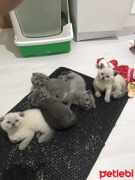 Scottish Fold, Kedi  Scotis Fold Yavruları 1 Aylık fotoğrafı