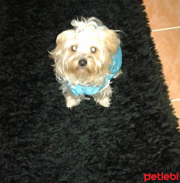 Yorkshire Terrier, Köpek  Paris fotoğrafı