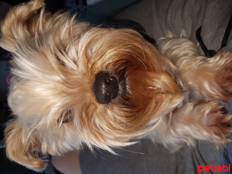 Yorkshire Terrier, Köpek  Paris fotoğrafı