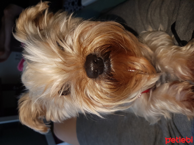 Yorkshire Terrier, Köpek  Paris fotoğrafı