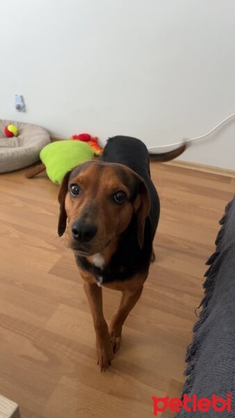 Beagle, Köpek  Laila fotoğrafı