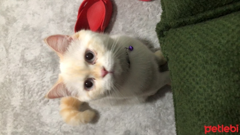 British Shorthair, Kedi  BULUT fotoğrafı