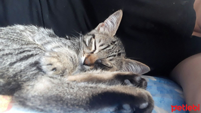 Californian Spangled, Kedi  Rüzgar fotoğrafı