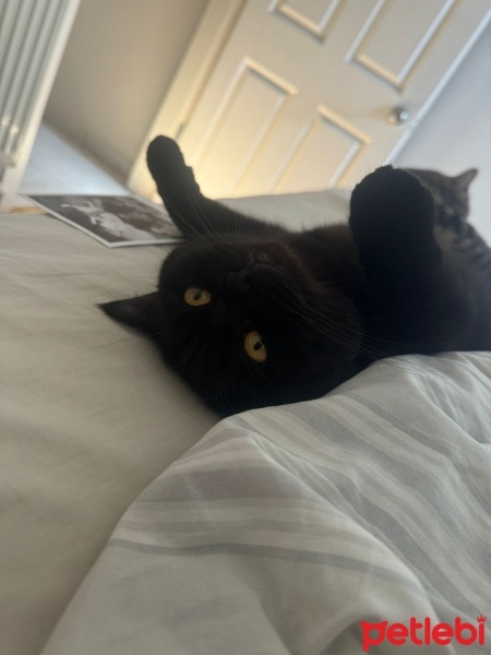 British Shorthair, Kedi  Üzüm fotoğrafı