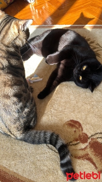British Shorthair, Kedi  Üzüm fotoğrafı