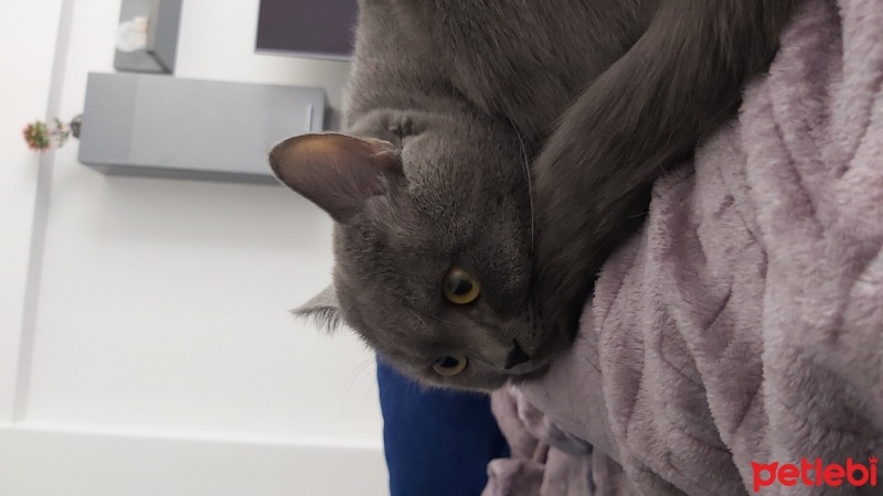 British Shorthair, Kedi  Pofidik fotoğrafı