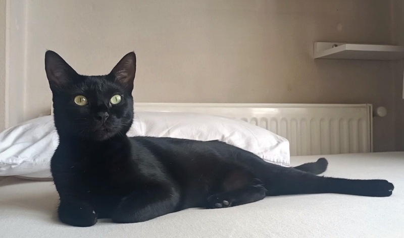 Bombay, Kedi  Gece🧿 fotoğrafı