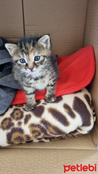 Tekir Kedi, Kedi  Balım fotoğrafı