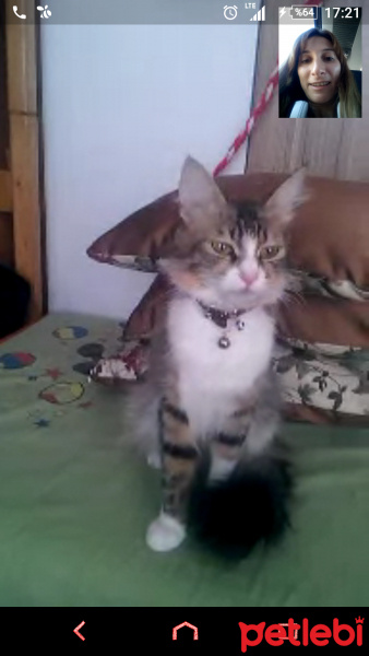 Tekir Kedi, Kedi  Dipsi fotoğrafı