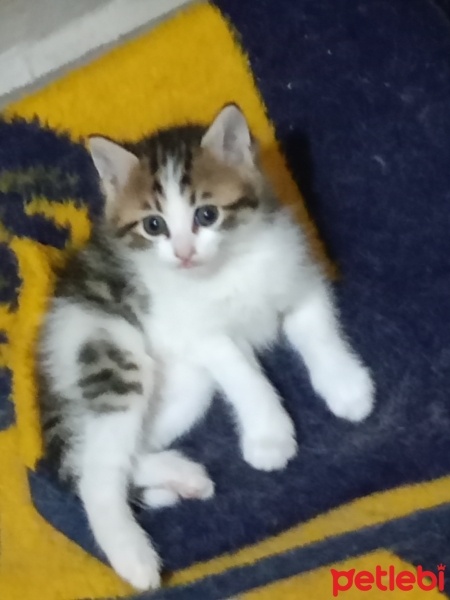 Tekir Kedi, Kedi  Minnak fotoğrafı