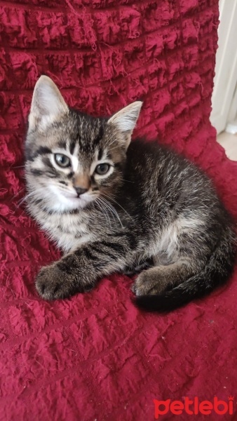 Tekir Kedi, Kedi  Kömür fotoğrafı