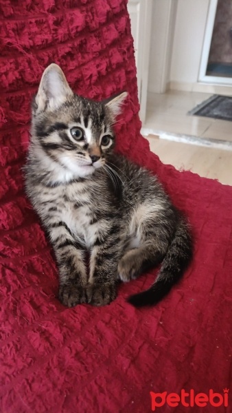 Tekir Kedi, Kedi  Kömür fotoğrafı