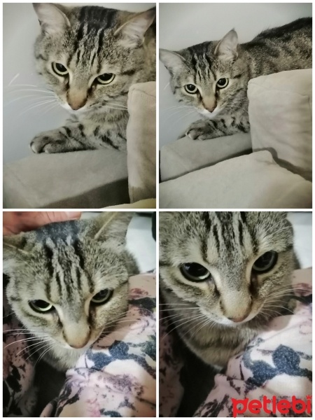 Tekir Kedi, Kedi  Hayat fotoğrafı