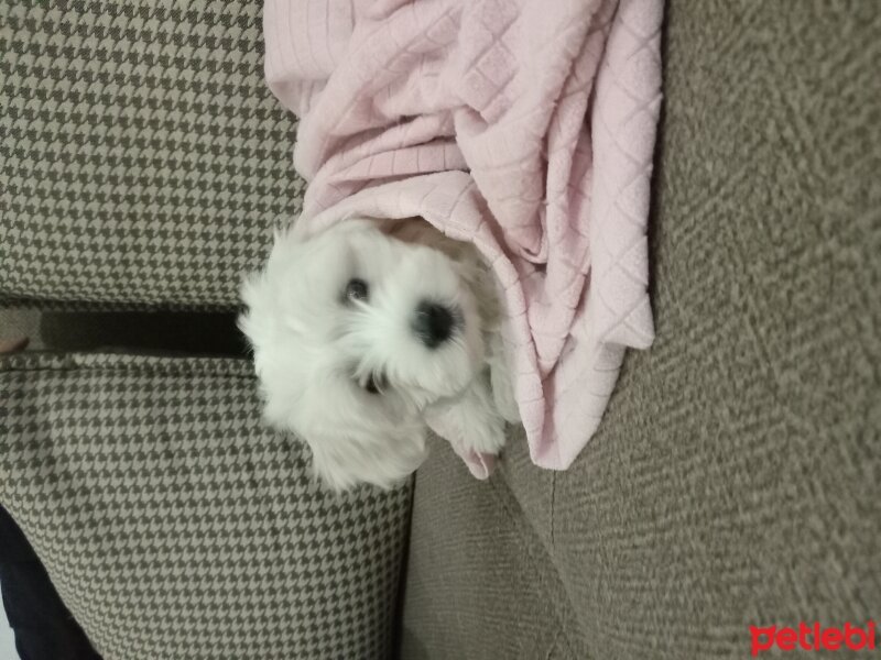 Maltese, Köpek  Boncuk fotoğrafı