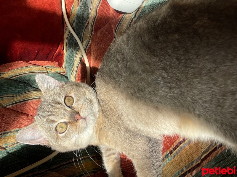 British Shorthair, Kedi  thor fotoğrafı