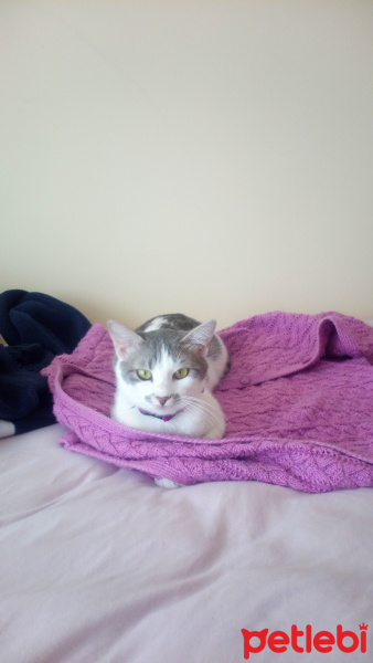 Tekir Kedi, Kedi  Venüs fotoğrafı