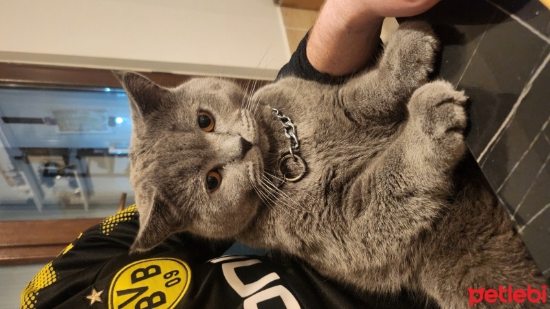 British Shorthair, Kedi  Leon fotoğrafı