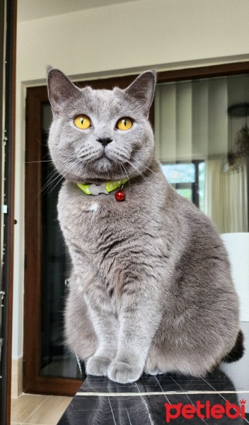 British Shorthair, Kedi  Mathilda fotoğrafı