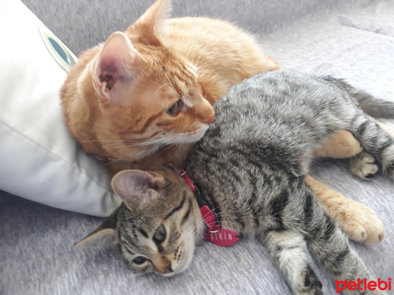 Tekir Kedi, Kedi  ÇİKO fotoğrafı