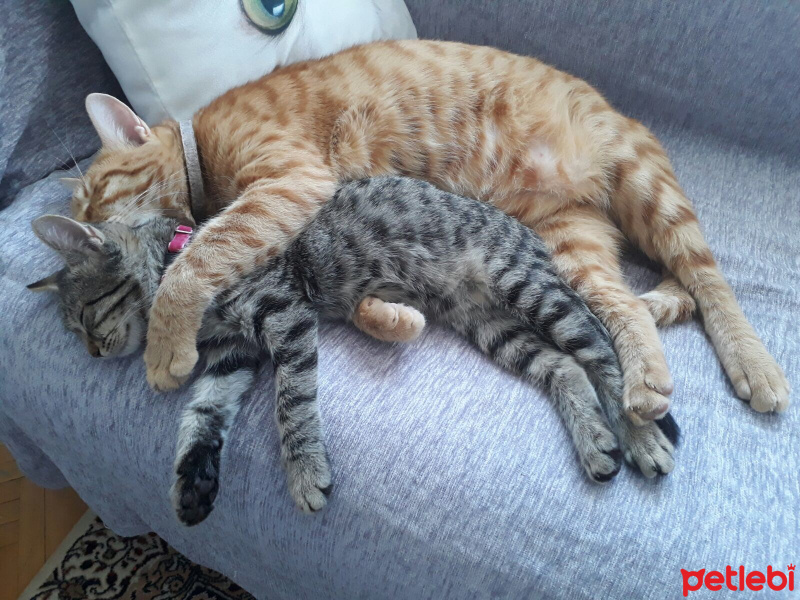 Tekir Kedi, Kedi  ÇİKO fotoğrafı