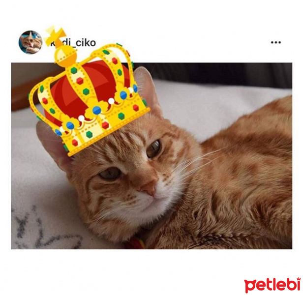 Tekir Kedi, Kedi  ÇİKO fotoğrafı