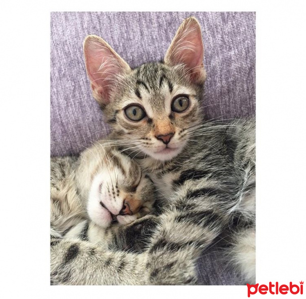Tekir Kedi, Kedi  ÇİKO fotoğrafı