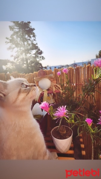 British Shorthair, Kedi  Müdür fotoğrafı