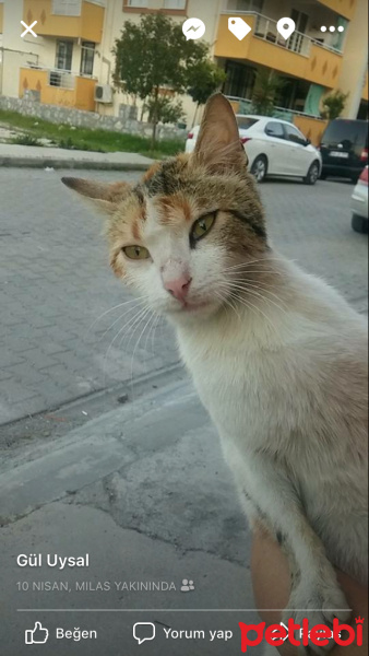 Birman, Kedi  Susam fotoğrafı