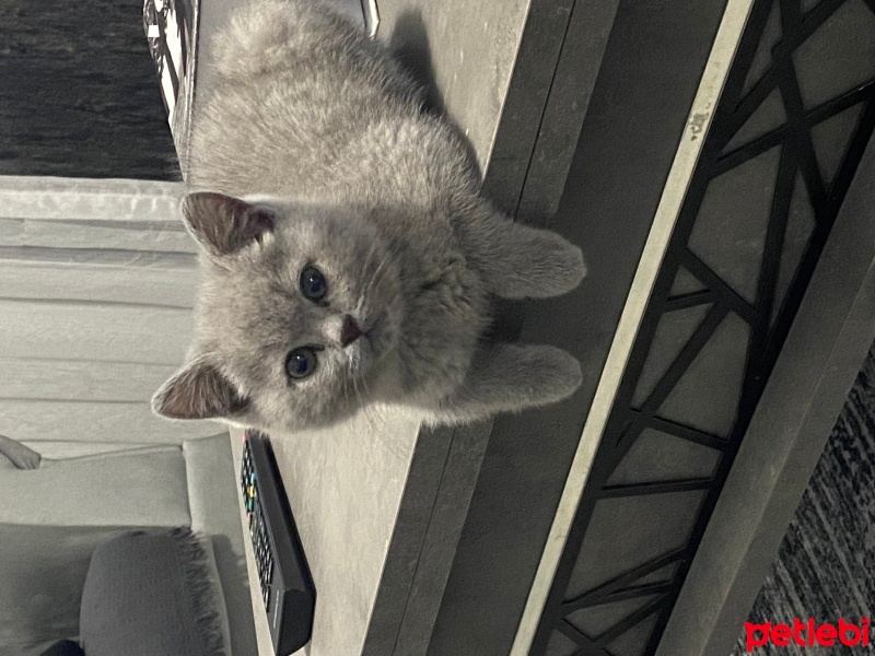 British Shorthair, Kedi  Paşa fotoğrafı