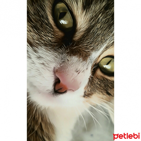 Tekir Kedi, Kedi  Mia fotoğrafı
