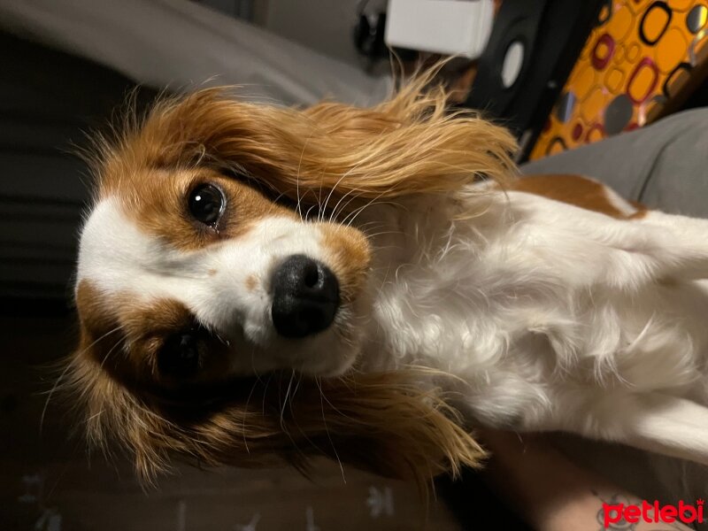 King Charles Spaniel, Köpek  Lilly fotoğrafı