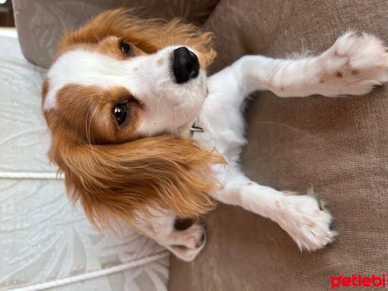 King Charles Spaniel, Köpek  Lilly fotoğrafı